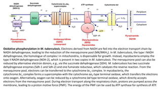Oxidative phosphorylation in M. tuberculosis. Electrons derived from NADH are fed into the electron transport chain by
NADH dehydrogenase, leading to the reduction of the menaquinone pool (MK/MKH2). In M. tuberculosis, the type I NADH
dehydrogenase, the homologue of complex I in mitochondria, is dispensable for growth. Instead, mycobacteria employ the
type II NADH dehydrogenase (NDH-2), which is present in two copies in M. tuberculosis. The menaquinone pool can also be
reduced by alternative electron donors, e.g., via the succinate dehydrogenase (SDH). M. tuberculosis has two succinate
dehydrogenase enzymes (Sdh-1 and Sdh-2) and one fumarate reductase, which catalyzes the reverse reaction. From the
menaquinone pool, electrons can be transferred to the cytochrome bc1 complex. In mycobacteria, the
cytochrome bc1 complex forms a supercomplex with the cytochrome aa3-type terminal oxidase, which transfers the electrons
onto oxygen. Alternatively, oxygen can be reduced by a cytochrome bd-type terminal oxidase, which directly accepts
electrons from the menaquinone pool. During electron transport along the respiratory chain, protons are pumped across the
membrane, leading to a proton motive force (PMF). The energy of the PMF can be used by ATP synthase for synthesis of ATP.
 