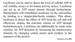 Luciferase can be used to detect the level of cellular ATP in
cell viability assays or for kinase activity assays. Luciferase
can act as an ATP sensor protein through biotinylation.
Biotinylation will immobilize luciferase on the cell-surface
by binding to a streptavidin-biotin complex. This allows
luciferase to detect the efflux of ATP from the cell and will
effectively display the real-time release of ATP through
bioluminescence. Luciferase can additionally be made more
sensitive for ATP detection by increasing the luminescence
intensity by changing certain amino acid residues in the
sequence of the protein.
*Nakamura et al.,2006
 