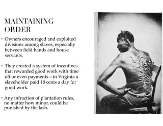MAINTAINING
ORDER
✤ Owners encouraged and exploited
divisions among slaves, especially
between ﬁeld hands and house
servants.
✤ They created a system of incentives
that rewarded good work with time
off or even payments – in Virginia a
slaveholder paid 10 cents a day for
good work.
✤ Any infraction of plantation rules,
no matter how minor, could be
punished by the lash.
 