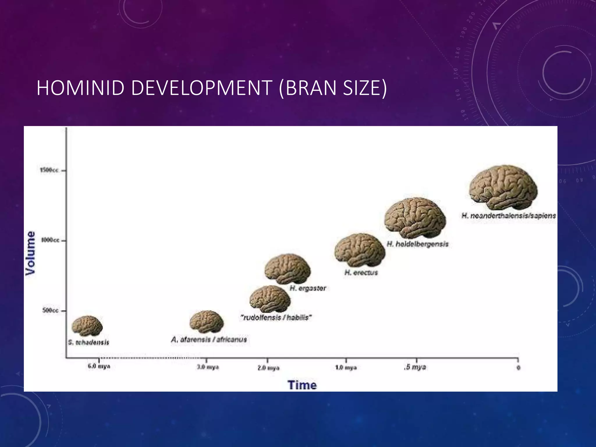 HOMINID DEVELOPMENT (BRAN SIZE) 
 