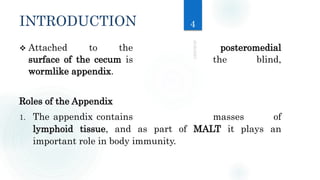 INTRODUCTION
 Attached to the posteromedial
surface of the cecum is the blind,
wormlike appendix.
Roles of the Appendix
1. The appendix contains masses of
lymphoid tissue, and as part of MALT it plays an
important role in body immunity.
4
 