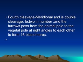 • Fourth cleavage-Meridional and is double
cleavage. Ie.two in number ,and the
furrows pass from the animal pole to the
vegetal pole at right angles to each other
to form 16 blastomeres.
•
 