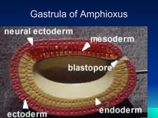 Devpt of Amphioxus | PDF