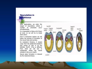 Devpt of Amphioxus | PDF