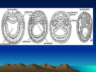 Devpt of Amphioxus | PDF