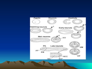 Devpt of Amphioxus | PDF