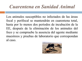 Cuarentena en Sanidad Animal
Los animales susceptibles no infectados de las áreas
focal y perifocal se mantendrán en cuarentena total,
hasta por lo menos dos periodos de incubación de la
EE, después de la eliminación de los animales del
foco y se compruebe la ausencia del agente mediante
muestreos y pruebas de laboratorio que correspondan
al caso.
 