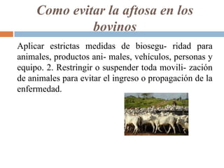 Como evitar la aftosa en los
bovinos
Aplicar estrictas medidas de biosegu- ridad para
animales, productos ani- males, vehículos, personas y
equipo. 2. Restringir o suspender toda movili- zación
de animales para evitar el ingreso o propagación de la
enfermedad.
 