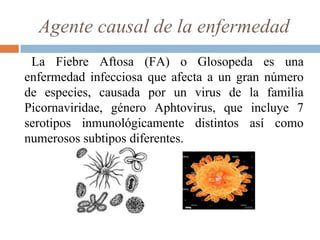 Agente causal de la enfermedad
La Fiebre Aftosa (FA) o Glosopeda es una
enfermedad infecciosa que afecta a un gran número
de especies, causada por un virus de la familia
Picornaviridae, género Aphtovirus, que incluye 7
serotipos inmunológicamente distintos así como
numerosos subtipos diferentes.
 