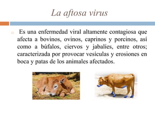 La aftosa virus
◻ Es una enfermedad viral altamente contagiosa que
afecta a bovinos, ovinos, caprinos y porcinos, así
como a búfalos, ciervos y jabalíes, entre otros;
caracterizada por provocar vesículas y erosiones en
boca y patas de los animales afectados.
 