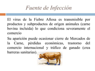 Fuente de Infección
El virus de la Fiebre Aftosa es transmisible por
productos y subproductos de origen animales (carne
bovina incluida) lo que condiciona severamente el
comercio
Su aparición puede ocasionar cierre de Mercados de
la Carne, pérdidas económicas, trastorno del
comercio internacional y tráfico de ganado (crea
barreras sanitarias).
 