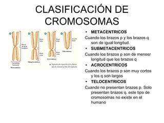 CLASIFICACIÓN DE
CROMOSOMAS
• METACENTRICOS
Cuando los brazos p y los brazos q
son de igual longitud.
• SUBMETACENTRICOS
Cuando los brazos p son de menosr
longitud que los brazos q
• ACROCENTRICOS
Cuando los brazos p son muy cortos
y los q son largos
• TELOCENTRICOS
Cuando no presentan brazos p. Solo
presentan brazos q. este tipo de
cromosomas no existe en el
humano
 