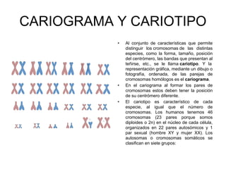 CARIOGRAMA Y CARIOTIPO
• Al conjunto de características que permite
distinguir los cromosomas de las distintas
especies, como la forma, tamaño, posición
del centrómero, las bandas que presentan al
teñirse, etc., se le llama cariotipo. Y la
representación gráfica, mediante un dibujo o
fotografía, ordenada, de las parejas de
cromosomas homólogos es el cariograma.
• En el cariograma al formar los pares de
cromosomas estos deben tener la posición
de su centrómero diferente.
• El cariotipo es característico de cada
especie, al igual que el número de
cromosomas. Los humanos tenemos 46
cromosomas (23 pares porque somos
diploides o 2n) en el núcleo de cada célula,
organizados en 22 pares autosómicos y 1
par sexual (hombre XY y mujer XX). Los
autosomas o cromosomas somáticos se
clasifican en siete grupos:
 