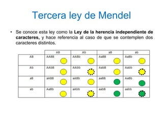 Tercera ley de Mendel
• Se conoce esta ley como la Ley de la herencia independiente de
caracteres, y hace referencia al caso de que se contemplen dos
caracteres distintos.
 