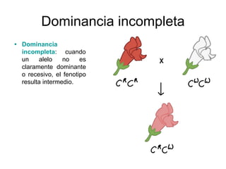 Dominancia incompleta
• Dominancia
incompleta: cuando
un alelo no es
claramente dominante
o recesivo, el fenotipo
resulta intermedio.
 