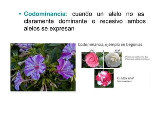 • Codominancia: cuando un alelo no es
claramente dominante o recesivo ambos
alelos se expresan
 