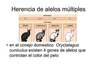 Herencia de alelos múltiples
• en el conejo domestico Oryctalagus
cuniculus existen 4 genes de alelos que
controlan el color del pelo
 