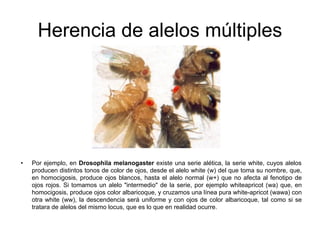 Herencia de alelos múltiples
• Por ejemplo, en Drosophila melanogaster existe una serie alética, la serie white, cuyos alelos
producen distintos tonos de color de ojos, desde el alelo white (w) del que toma su nombre, que,
en homocigosis, produce ojos blancos, hasta el alelo normal (w+) que no afecta al fenotipo de
ojos rojos. Si tomamos un alelo "intermedio" de la serie, por ejemplo whiteapricot (wa) que, en
homocigosis, produce ojos color albaricoque, y cruzamos una línea pura white-apricot (wawa) con
otra white (ww), la descendencia será uniforme y con ojos de color albaricoque, tal como si se
tratara de alelos del mismo locus, que es lo que en realidad ocurre.
 