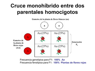 Cruce monohíbrido entre dos
parentales homocigotos
Frecuencia genotípica para F1: 100% Aa
Frecuencia fenotípica para F1: 100% Plantas de flores rojas
 