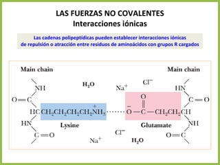 LAS FUERZAS NO COVALENTES
Interacciones iónicas
Las cadenas polipeptídicas pueden establecer interacciones iónicas
de repulsión o atracción entre residuos de aminoácidos con grupos R cargados
 