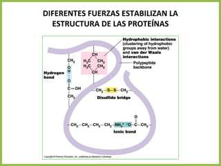 DIFERENTES FUERZAS ESTABILIZAN LA
ESTRUCTURA DE LAS PROTEÍNAS
 