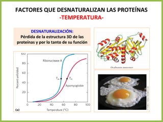 FACTORES QUE DESNATURALIZAN LAS PROTEÍNAS
-TEMPERATURA-
DESNATURALIZACIÓN:
Pérdida de la estructura 3D de las
proteínas y por lo tanto de su función
 