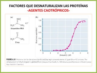 FACTORES QUE DESNATURALIZAN LAS PROTEÍNAS
-AGENTES CAOTRÓPRICOS-
 