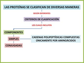 LAS PROTEÍNAS SE CLASIFICAN DE DIVERSAS MANERAS
CRITERIOS DE CLASIFICACIÓN
COMPONENTES
SIMPLES
CONJUGADAS
SEGÚN DIFERENTES
LOS CUALES INCLUYEN
CADENAS POLIPEPTÍDICAS COMPUESTAS
ÚNICAMENTE POR AMINOÁCIDOS
 