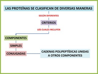 CADENAS POLIPEPTÍDICAS UNIDAS
A OTROS COMPONENTES
LAS PROTEÍNAS SE CLASIFICAN DE DIVERSAS MANERAS
CRITERIOS
COMPONENTES
SIMPLES
CONJUGADAS
SEGÚN DIFERENTES
LOS CUALES INCLUYEN
 