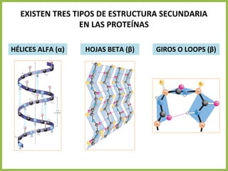 EXISTEN TRES TIPOS DE ESTRUCTURA SECUNDARIA
EN LAS PROTEÍNAS
HÉLICES ALFA (α) HOJAS BETA (β) GIROS O LOOPS (β)
 