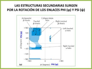 PSI
(ψ)
PHI (ϕ)
LAS ESTRUCTURAS SECUNDARIAS SURGEN
POR LA ROTACIÓN DE LOS ENLACES PHI (ϕ) Y PSI (ψ)
 