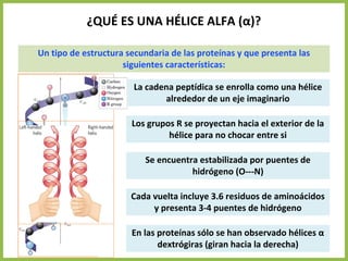 ¿QUÉ ES UNA HÉLICE ALFA (α)?
Un tipo de estructura secundaria de las proteínas y que presenta las
siguientes características:
La cadena peptídica se enrolla como una hélice
alrededor de un eje imaginario
Los grupos R se proyectan hacia el exterior de la
hélice para no chocar entre si
Cada vuelta incluye 3.6 residuos de aminoácidos
y presenta 3-4 puentes de hidrógeno
Se encuentra estabilizada por puentes de
hidrógeno (O---N)
En las proteínas sólo se han observado hélices α
dextrógiras (giran hacia la derecha)
 