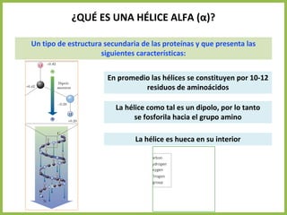 ¿QUÉ ES UNA HÉLICE ALFA (α)?
Un tipo de estructura secundaria de las proteínas y que presenta las
siguientes características:
La hélice como tal es un dipolo, por lo tanto
se fosforila hacia el grupo amino
En promedio las hélices se constituyen por 10-12
residuos de aminoácidos
La hélice es hueca en su interior
 