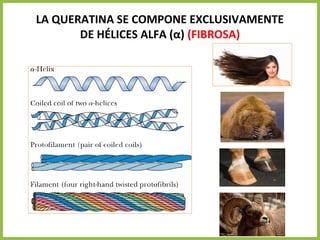 LA QUERATINA SE COMPONE EXCLUSIVAMENTE
DE HÉLICES ALFA (α) (FIBROSA)
 