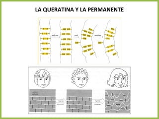 LA QUERATINA Y LA PERMANENTE
 