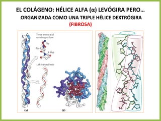 EL COLÁGENO: HÉLICE ALFA (α) LEVÓGIRA PERO…
ORGANIZADA COMO UNA TRIPLE HÉLICE DEXTRÓGIRA
(FIBROSA)
 