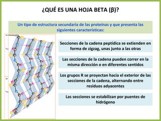 ¿QUÉ ES UNA HOJA BETA (β)?
Un tipo de estructura secundaria de las proteínas y que presenta las
siguientes características:
Secciones de la cadena peptídica se extienden en
forma de zigzag, unas junto a las otras
Las secciones de la cadena pueden correr en la
misma dirección o en diferentes sentidos
Los grupos R se proyectan hacia el exterior de las
secciones de la cadena, alternando entre
residuos adyacentes
Las secciones se estabilizan por puentes de
hidrógeno
 
