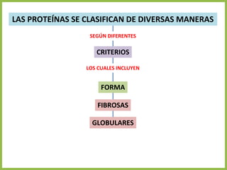 LAS PROTEÍNAS SE CLASIFICAN DE DIVERSAS MANERAS
CRITERIOS
FORMA
FIBROSAS
GLOBULARES
SEGÚN DIFERENTES
LOS CUALES INCLUYEN
 