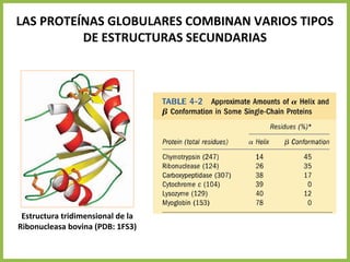 LAS PROTEÍNAS GLOBULARES COMBINAN VARIOS TIPOS
DE ESTRUCTURAS SECUNDARIAS
Estructura tridimensional de la
Ribonucleasa bovina (PDB: 1FS3)
 