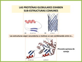 LAS PROTEÍNAS GLOBULARES EXHIBEN
SUB-ESTRUCTURAS COMUNES
Las estructuras súper-secundarias o motivos se van combinando entre si…
Piruvato quinasa de
conejo
 