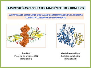 LAS PROTEÍNAS GLOBULARES TAMBIÉN EXHIBEN DOMINIOS
SUB-UNIDADES GLOBULARES QUE CUANDO SON SEPARADOS DE LA PROTEÍNA
COMPLETA CONSERVAN SU PLEGAMIENTO
Ton-EBP:
Proteína de unión al ADN
(PDB: 1IMH)
Malonil transacilasa:
Proteína metabólica
(PDB: 1NM2)
 