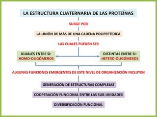 LA ESTRUCTURA CUATERNARIA DE LAS PROTEÍNAS
LA UNIÓN DE MÁS DE UNA CADENA POLIPEPTÍDICA
IGUALES ENTRE SI:
HOMO-OLIGÓMEROS
DISTINTAS ENTRE SI:
HETERO-OLIGÓMEROS
SURGE POR
LAS CUALES PUEDEN SER
GENERACIÓN DE ESTRUCTURAS COMPLEJAS
COOPERACIÓN FUNCIONAL ENTRE LAS SUB-UNIDADES
DIVERSIFICACIÓN FUNCIONAL
ALGUNAS FUNCIONES EMERGENTES DE ESTE NIVEL DE ORGANIZACIÓN INCLUYEN
 