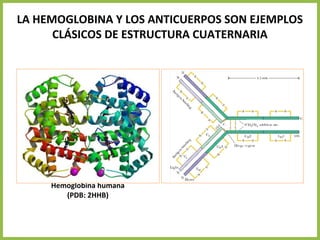 LA HEMOGLOBINA Y LOS ANTICUERPOS SON EJEMPLOS
CLÁSICOS DE ESTRUCTURA CUATERNARIA
Hemoglobina humana
(PDB: 2HHB)
 