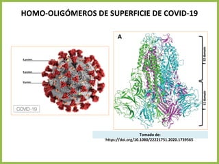HOMO-OLIGÓMEROS DE SUPERFICIE DE COVID-19
Tomado de:
https://doi.org/10.1080/22221751.2020.1739565
 