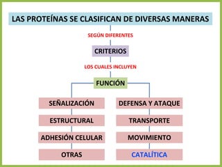 LAS PROTEÍNAS SE CLASIFICAN DE DIVERSAS MANERAS
CRITERIOS
FUNCIÓN
SEGÚN DIFERENTES
LOS CUALES INCLUYEN
DEFENSA Y ATAQUE
CATALÍTICA
TRANSPORTE
MOVIMIENTO
SEÑALIZACIÓN
ESTRUCTURAL
ADHESIÓN CELULAR
OTRAS
 