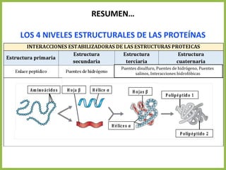RESUMEN…
LOS 4 NIVELES ESTRUCTURALES DE LAS PROTEÍNAS
Puentes disulfuro, Puentes de hidrógeno, Puentes
salinos, Interacciones hidrofóbicas
 
