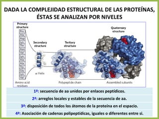 DADA LA COMPLEJIDAD ESTRUCTURAL DE LAS PROTEÍNAS,
ÉSTAS SE ANALIZAN POR NIVELES
1ª: secuencia de aa unidos por enlaces peptídicos.
2ª: arreglos locales y estables de la secuencia de aa.
3ª: disposición de todos los átomos de la proteína en el espacio.
4ª: Asociación de cadenas polipeptídicas, iguales o diferentes entre si.
 