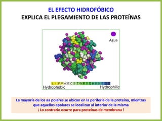 EL EFECTO HIDROFÓBICO
EXPLICA EL PLEGAMIENTO DE LAS PROTEÍNAS
Agua
La mayoría de los aa polares se ubican en la periferia de la proteína, mientras
que aquellos apolares se localizan al interior de la misma
¡ Lo contrario ocurre para proteínas de membrana !
 