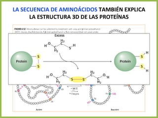 LA SECUENCIA DE AMINOÁCIDOS TAMBIÉN EXPLICA
LA ESTRUCTURA 3D DE LAS PROTEÍNAS
 