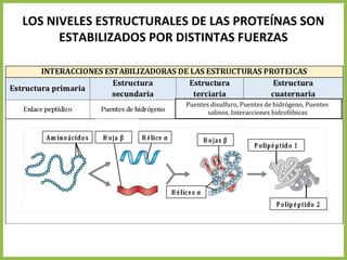LOS NIVELES ESTRUCTURALES DE LAS PROTEÍNAS SON
ESTABILIZADOS POR DISTINTAS FUERZAS
Puentes disulfuro, Puentes de hidrógeno, Puentes
salinos, Interacciones hidrofóbicas
 